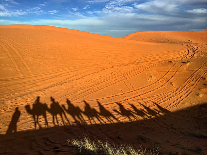 Tours & Excursions camels morocco desert sand preview